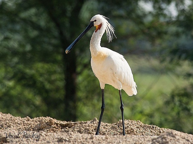 Eurasian Spoonbill - ML379560501