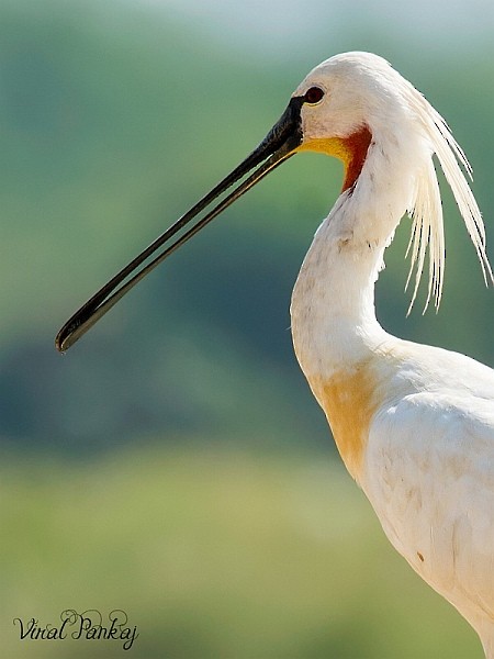 Eurasian Spoonbill - ML379560511