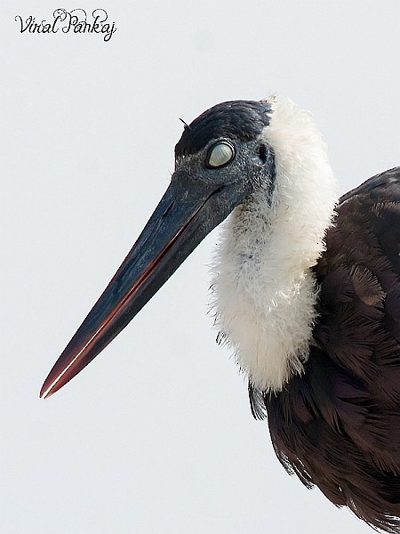 Asian Woolly-necked Stork - ML379560541