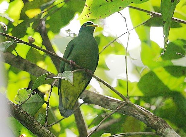 White-breasted Fruit-Dove - ML379560561