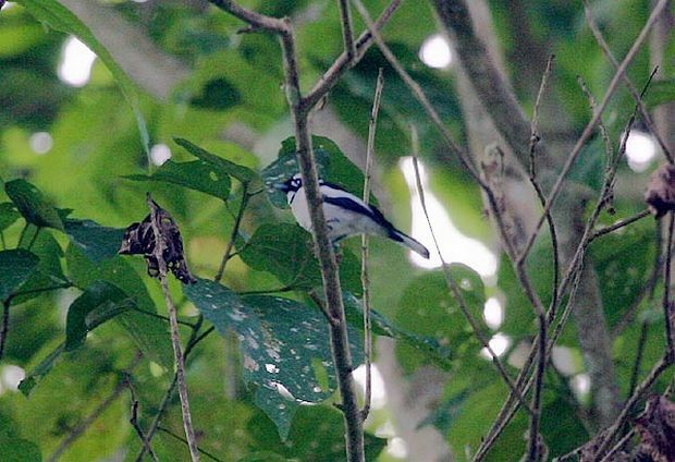 White-naped Monarch - ML379560581