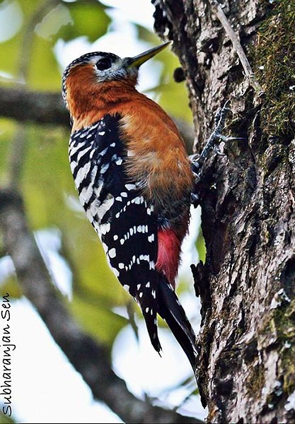 Rufous-bellied Woodpecker - ML379560661
