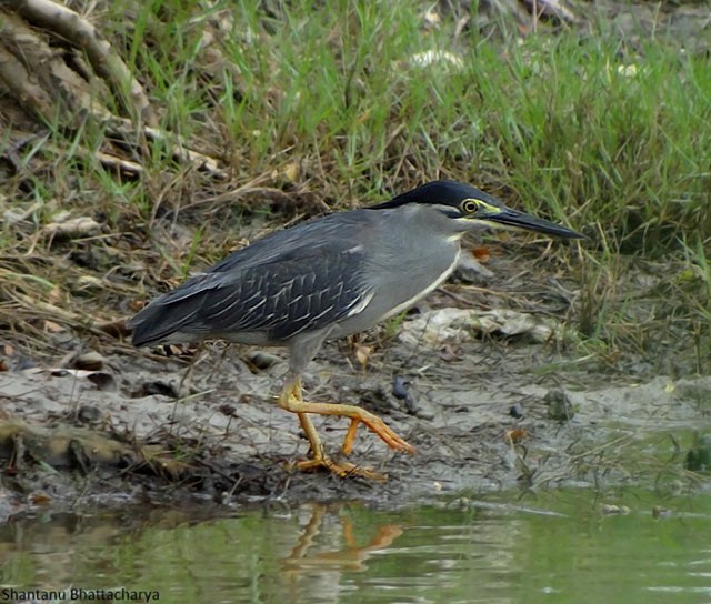 Striated Heron (Old World) - ML379560701