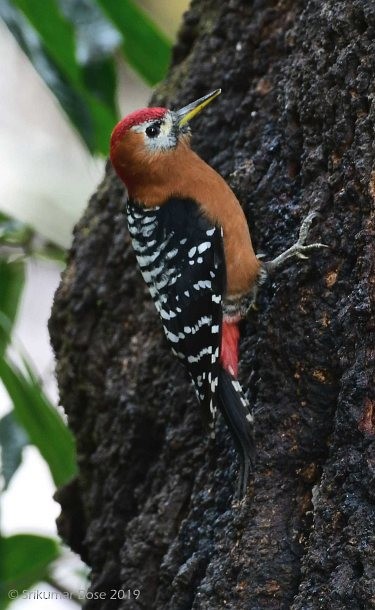 Rufous-bellied Woodpecker - Srikumar  Bose