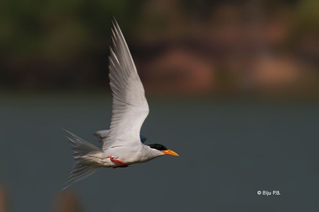 River Tern - ML379561311