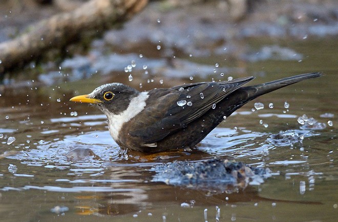 White-collared Blackbird - ML379561471