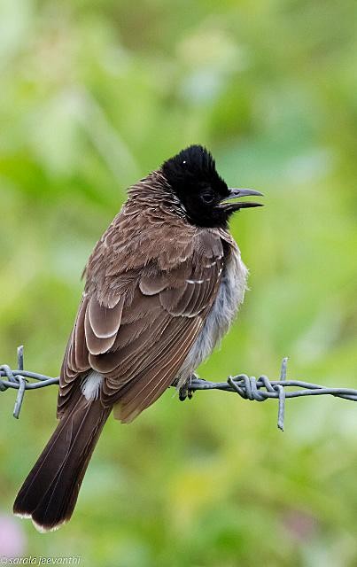 Red-vented Bulbul - ML379561501