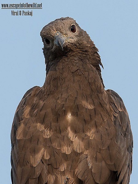 Oriental Honey-buzzard - ML379561911