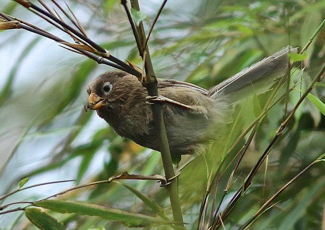 Three-toed Parrotbill - ML379562081