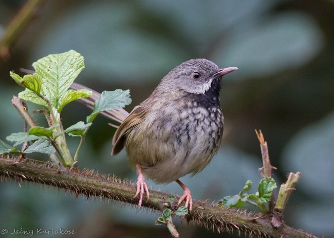 Black-throated Prinia - ML379562311