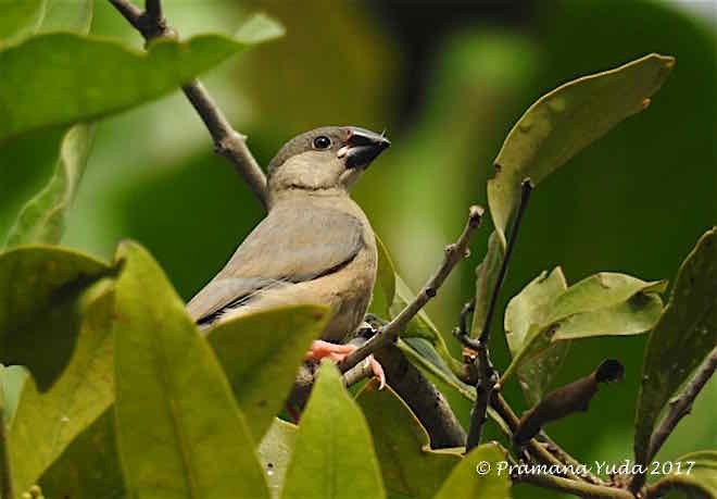 Java Sparrow - Pramana Yuda