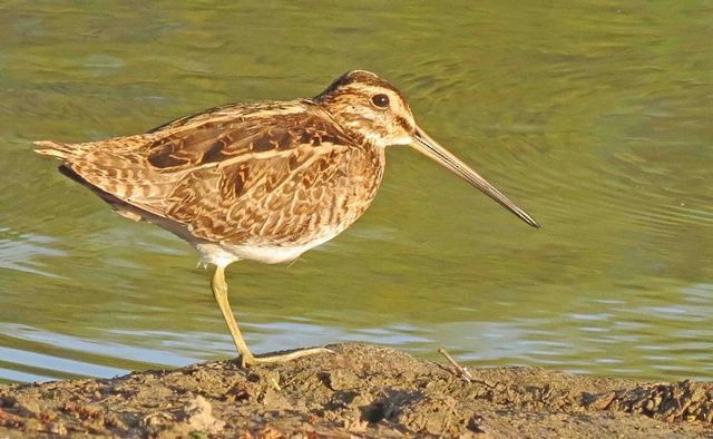 Common Snipe - ML379562641