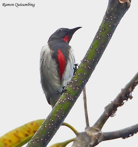 Scarlet-collared Flowerpecker - ML379562701