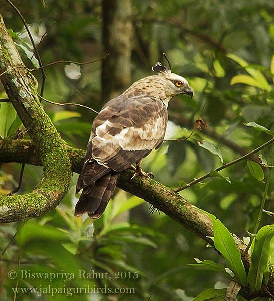 チャイロカッコウハヤブサ - ML379562721