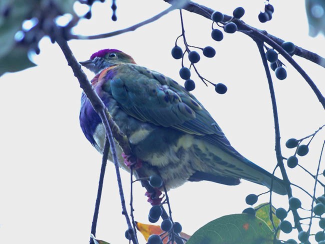 Superb Fruit-Dove (Western) - Simon van der Meulen