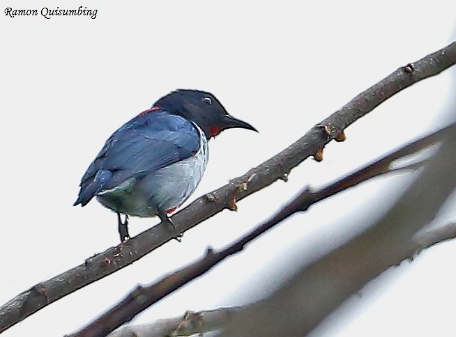 Scarlet-collared Flowerpecker - ML379562831