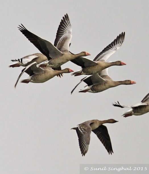 Tundra Bean-Goose - ML379563431