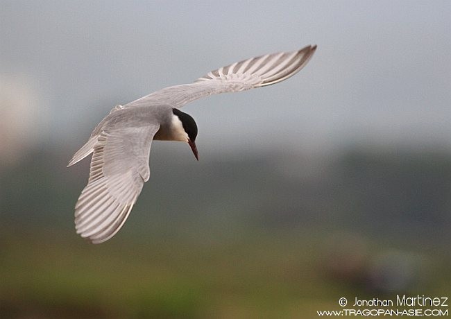 Whiskered Tern - ML379563741