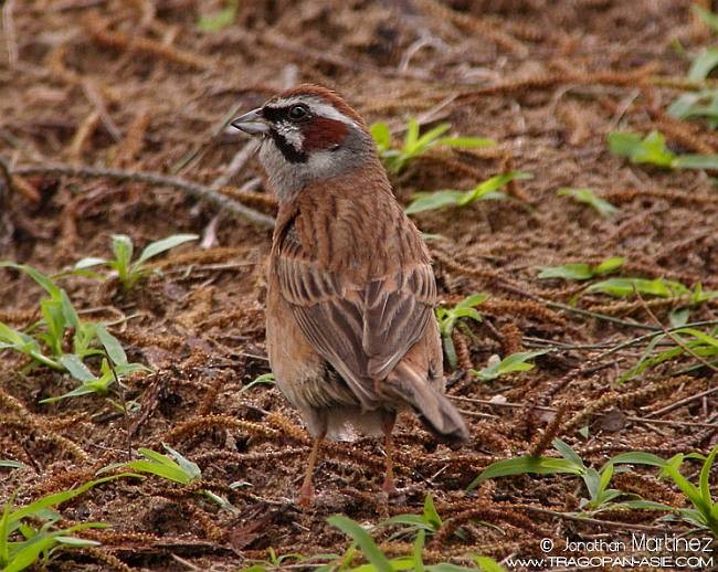 Meadow Bunting - ML379563821