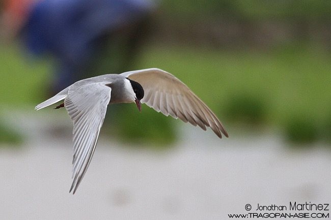 Whiskered Tern - ML379563831