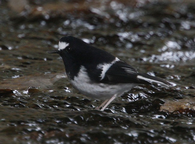 Little Forktail - Cherry Wong