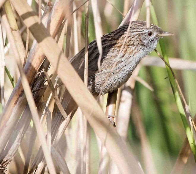 Rufous-vented Grass Babbler - ML379564031