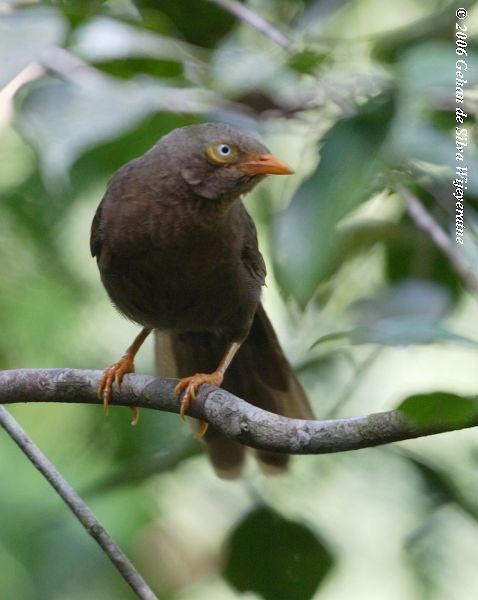 Orange-billed Babbler - ML379564281