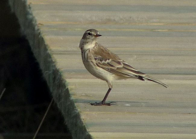 Water Pipit (Blakiston's) - Brian M Ivon Jones