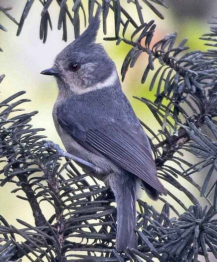 Gray-crested Tit - ML379564651