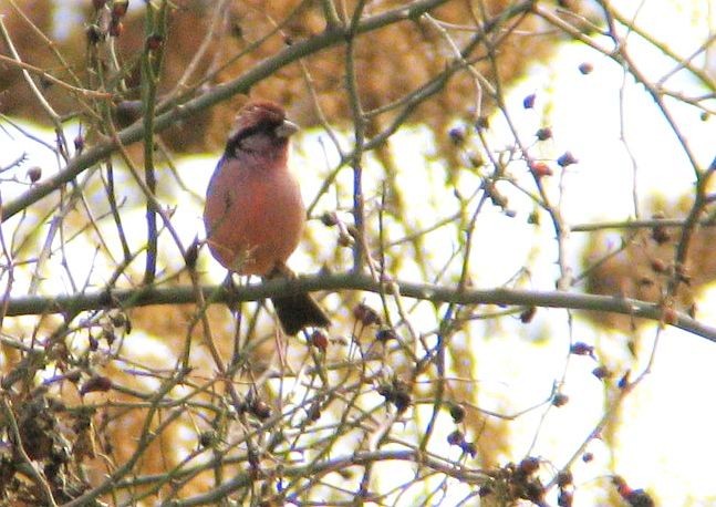 Sharpe's Rosefinch - ML379564711