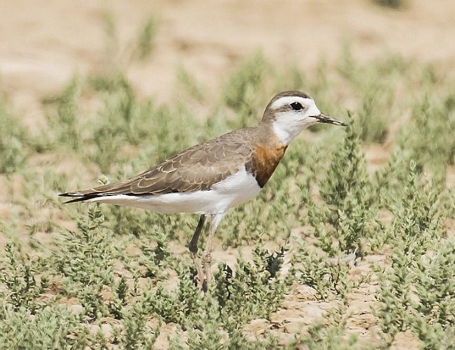 Caspian Plover - ML379564901