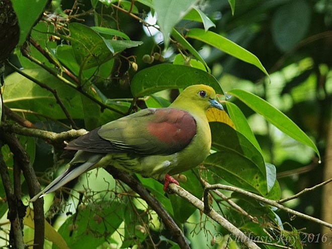 Wedge-tailed Green-Pigeon - Subhasis Roy