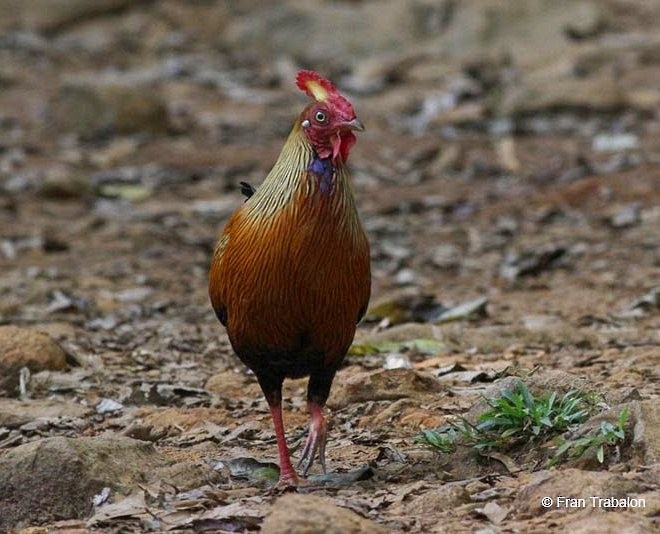 Sri Lanka Junglefowl - Fran Trabalon