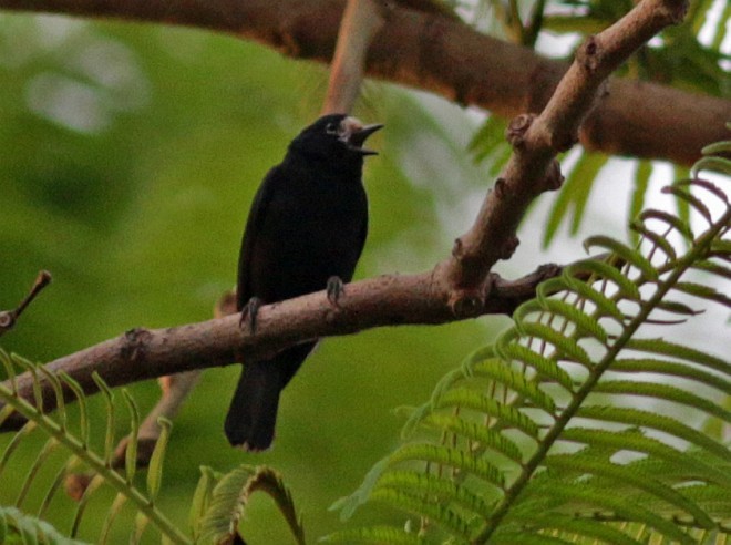 White-fronted Tit - ML379566701