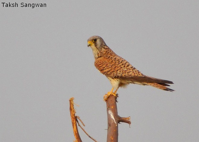 poštolka jižní - ML379566831