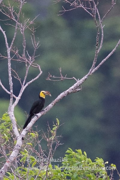 Sulawesi Hornbill (Dwarf) - ML379567101