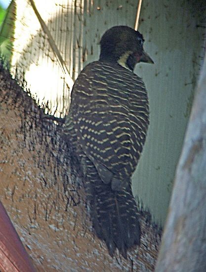 Buff-necked Woodpecker - ML379567141