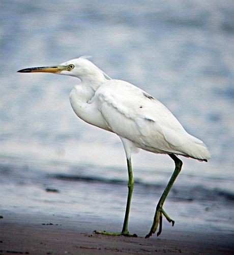 Chinese Egret - ML379567181