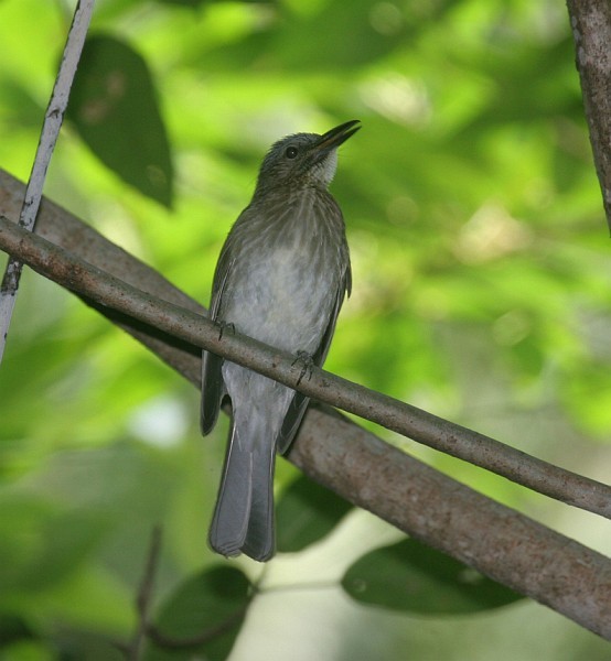 Streak-breasted Bulbul (Tablas) - ML379567191