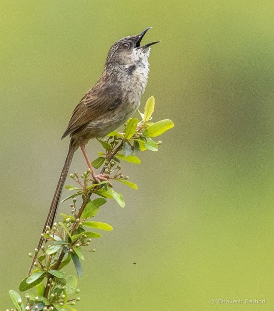 Prinia crinigère - ML379567371