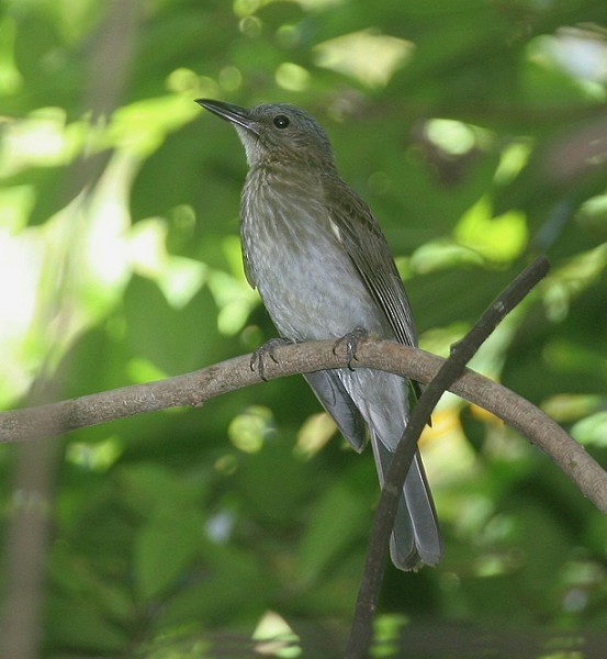 Streak-breasted Bulbul (Tablas) - ML379567381