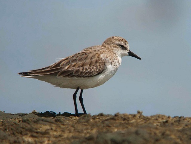 Red-necked Stint - ML379567431