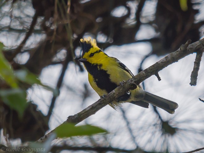 Yellow-cheeked Tit - ML379567451