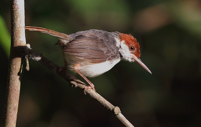 Rufous-tailed Tailorbird - ML379567551