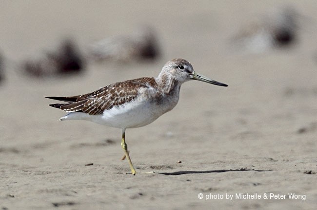 Nordmann's Greenshank - ML379567681