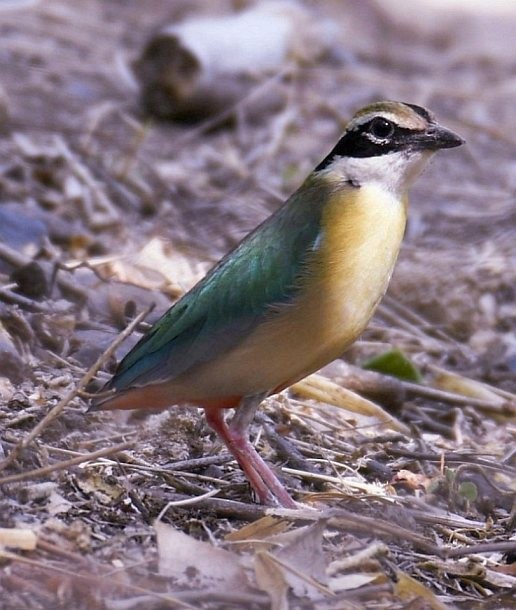 Indian Pitta - ML379567701