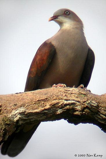 Mountain Imperial-Pigeon - ML379568151