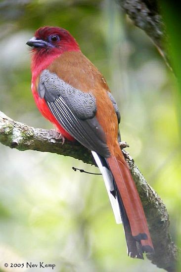 Red-headed Trogon - ML379568161