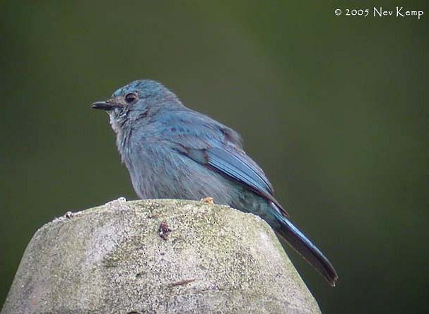Verditer Flycatcher - ML379568171