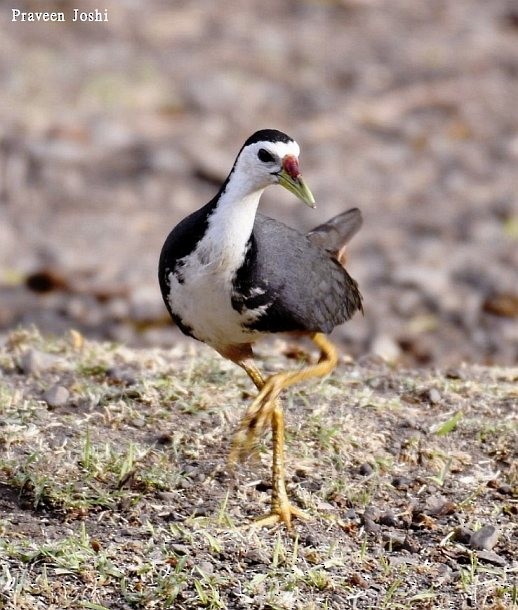 White-breasted Waterhen - ML379568181